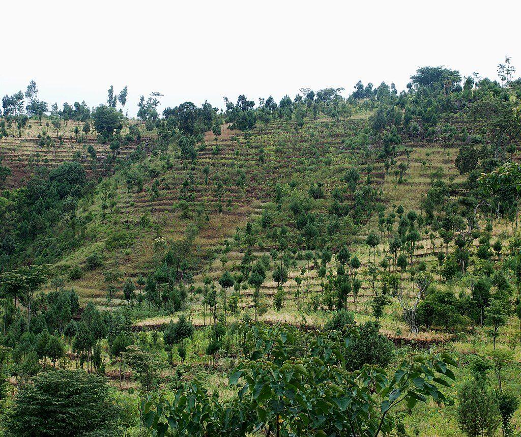A steep green hillside near Konso cut into rows of stone-walled agricultural terraces, with scattered trees growing along the terrace lines
