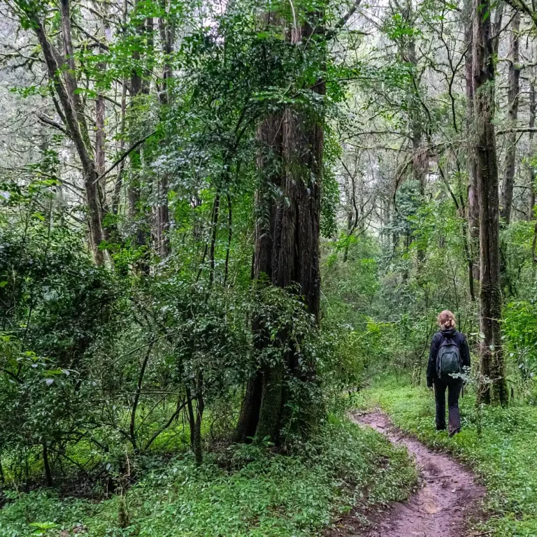 Menagesha Suba Forest Park — Ethiopia travel guide