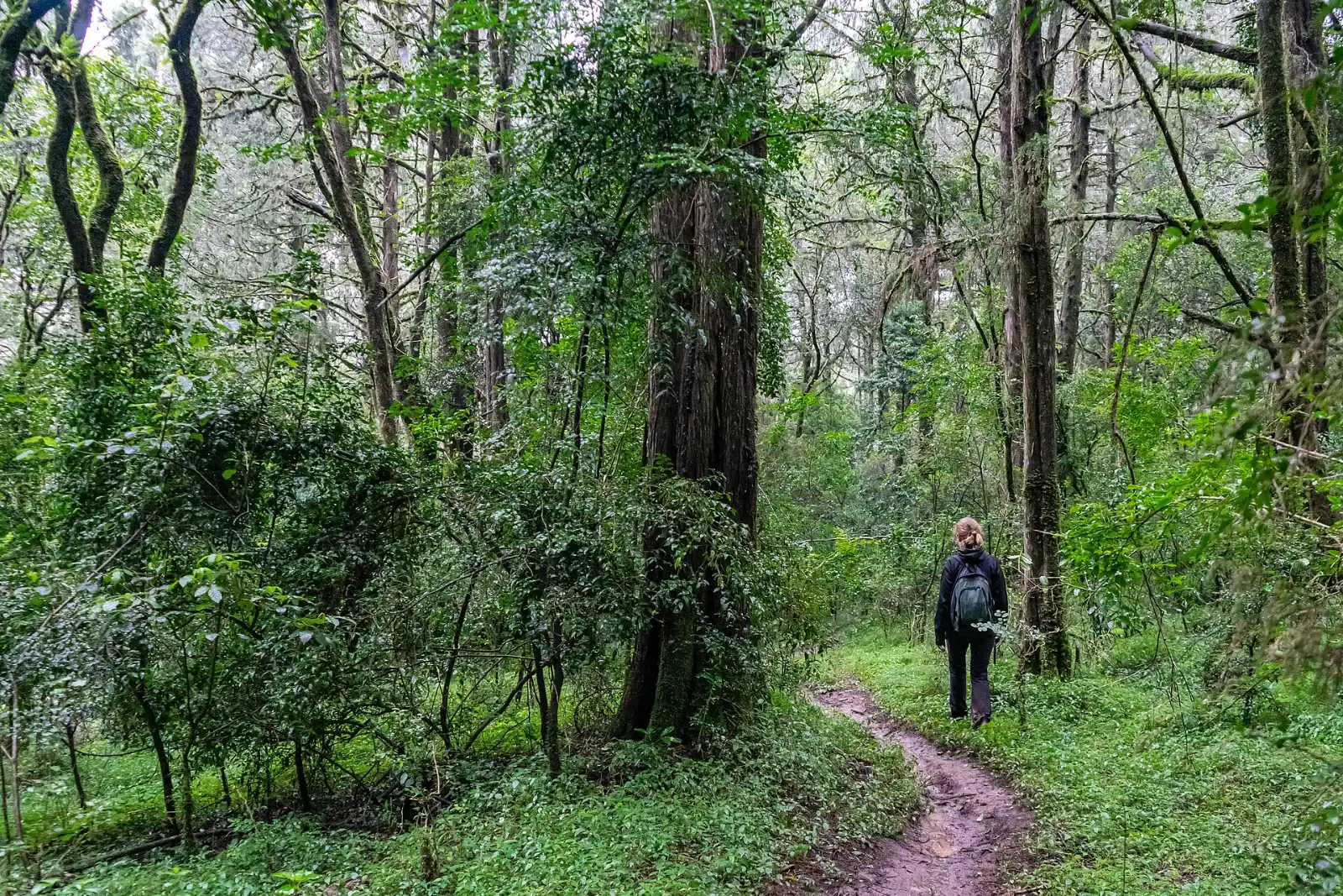 Forest trail in Menagesha Suba Forest Park west of Addis Ababa