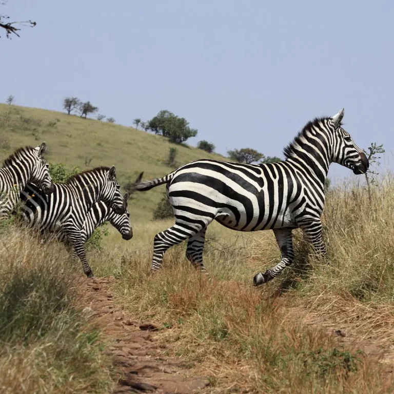 Nechisar National Park, Ethiopia