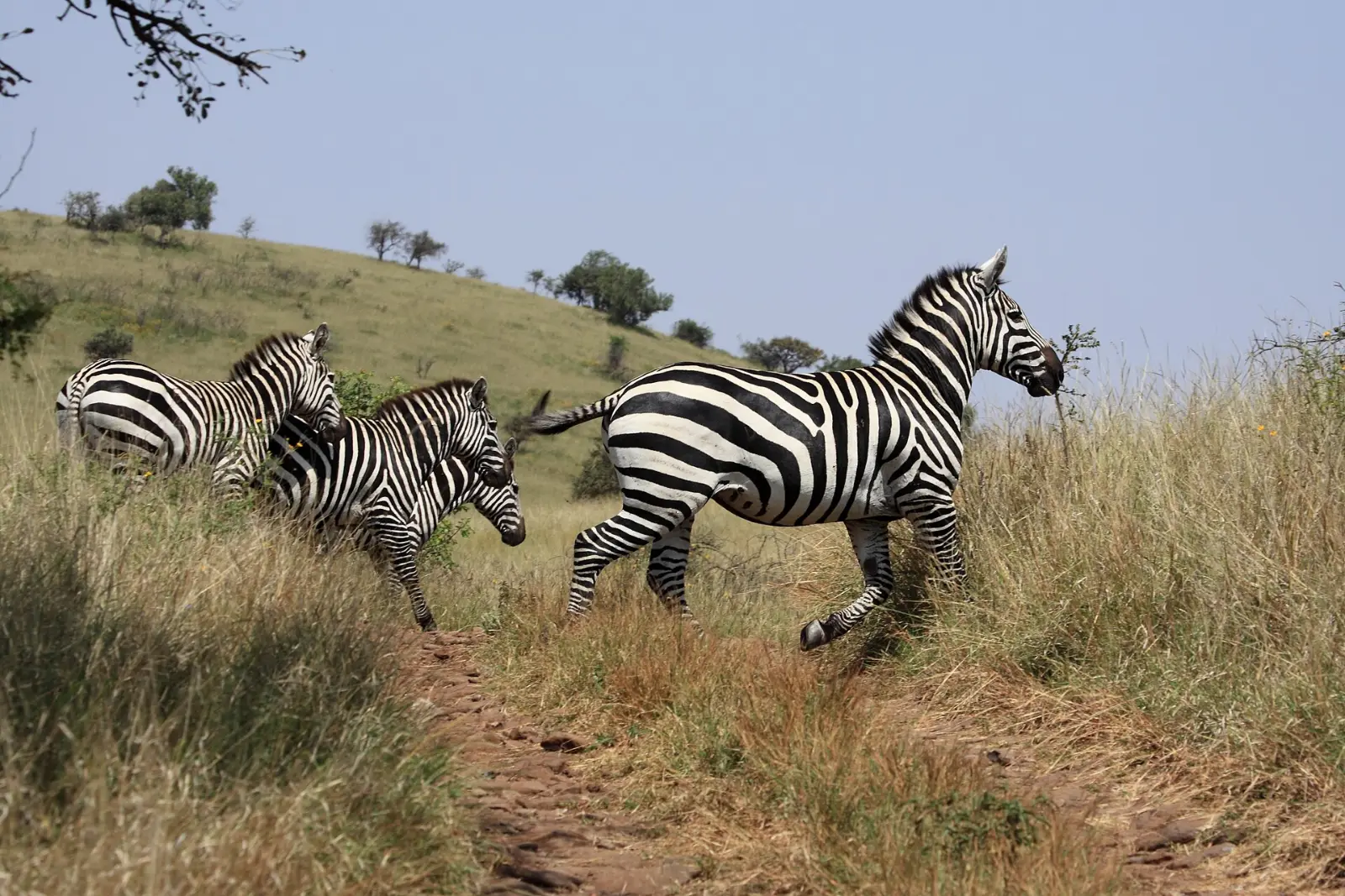 Plains zebras on the grasslands of Nechisar National Park near Arba Minch