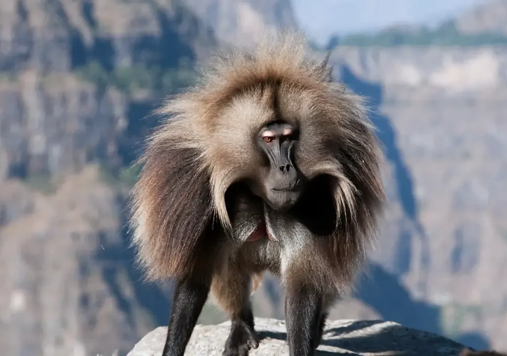 Male gelada standing on the escarpment edge in the Simien Mountains, Ethiopia trekking tour