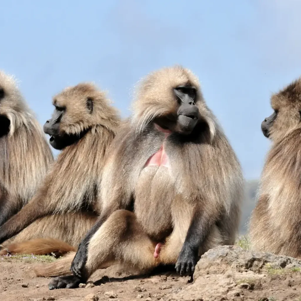 Gelada monkeys in the Simien Mountains National Park, Ethiopia wildlife tour