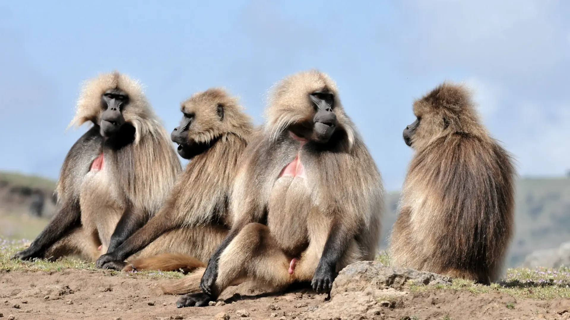Gelada monkeys in the Simien Mountains National Park, Ethiopia wildlife tour