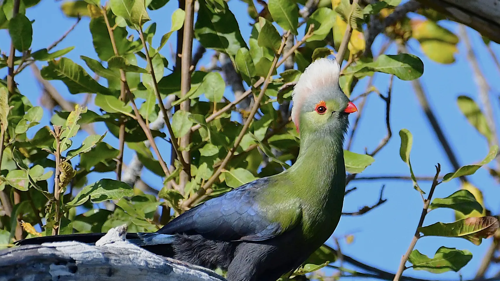 White-cheeked turaco on a branch, seen on an Ethiopia birdwatching tour