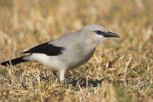 Stresemann's bushcrow, an endemic bird of the Yabelo area in Borana, Ethiopia