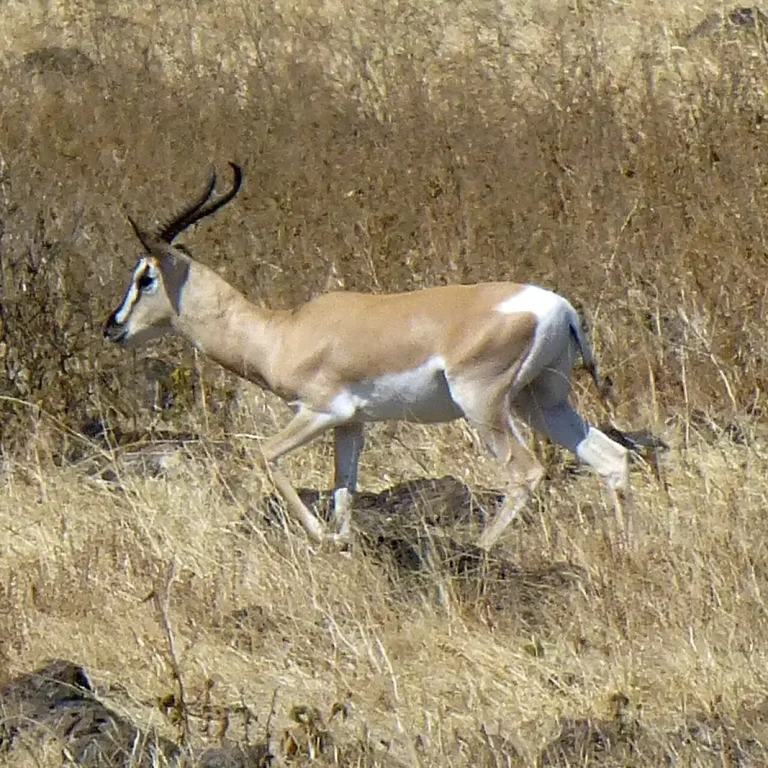 Yangudi Rassa National Park, Ethiopia