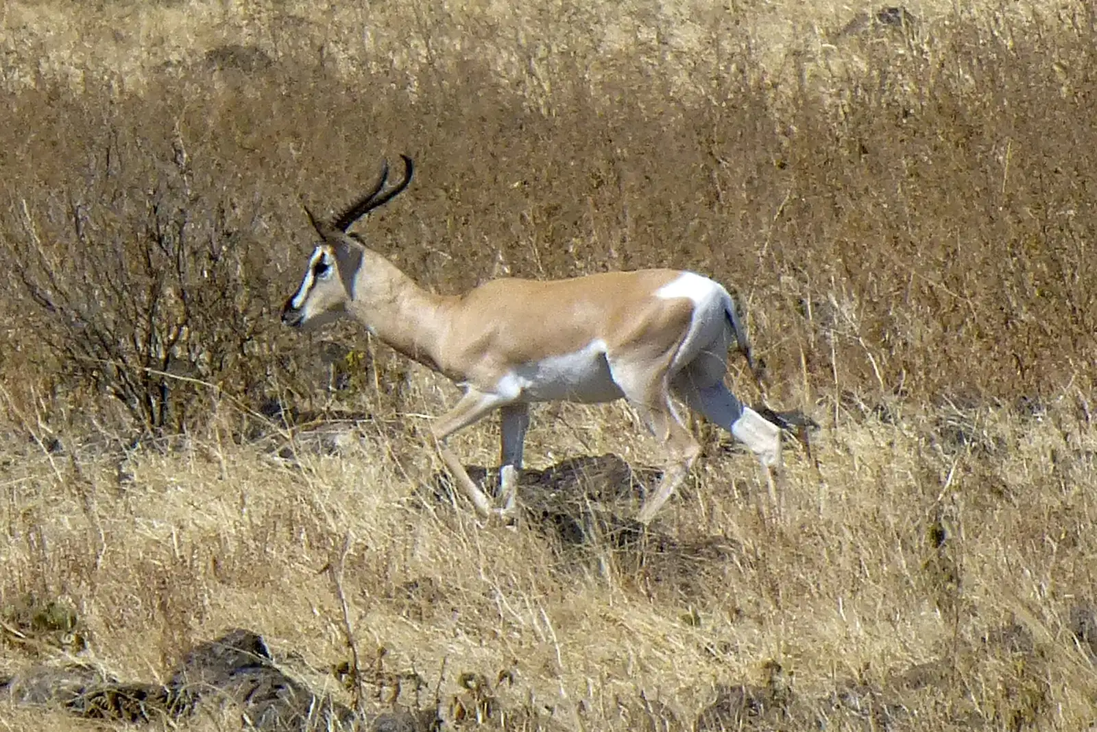 Soemmerring gazelle in Yangudi Rassa National Park, Afar region