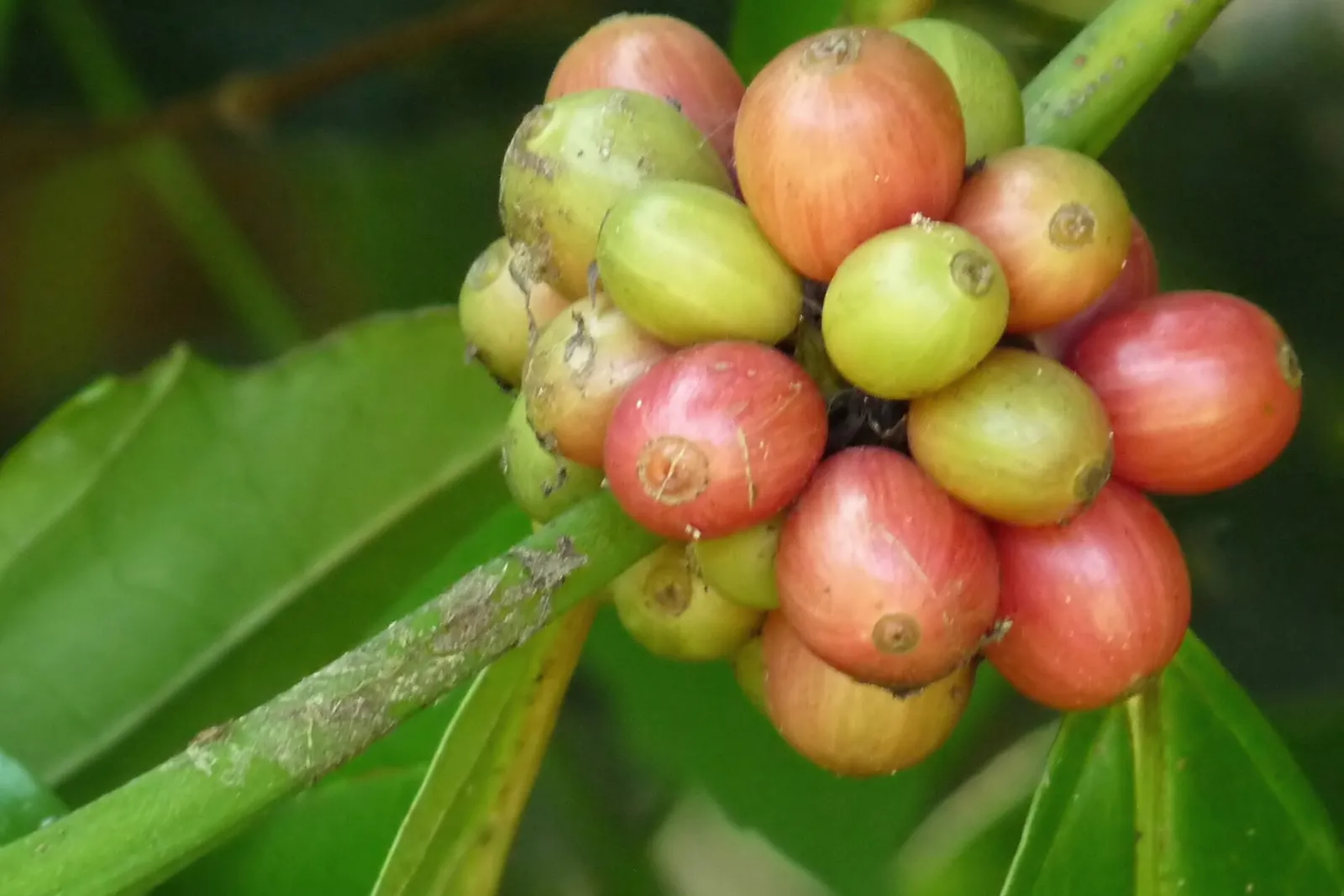 Ripe coffee cherries, the crop that shapes life around Yirgalem in Sidama