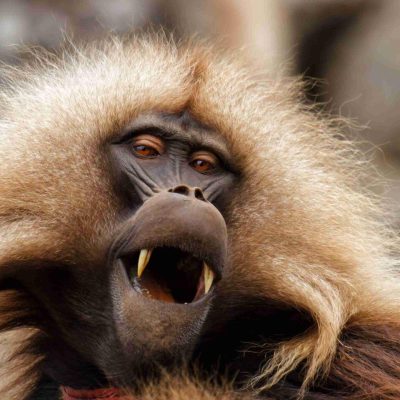 Ethiopia’s endemic mammals and birds beside the two most popular national parks.